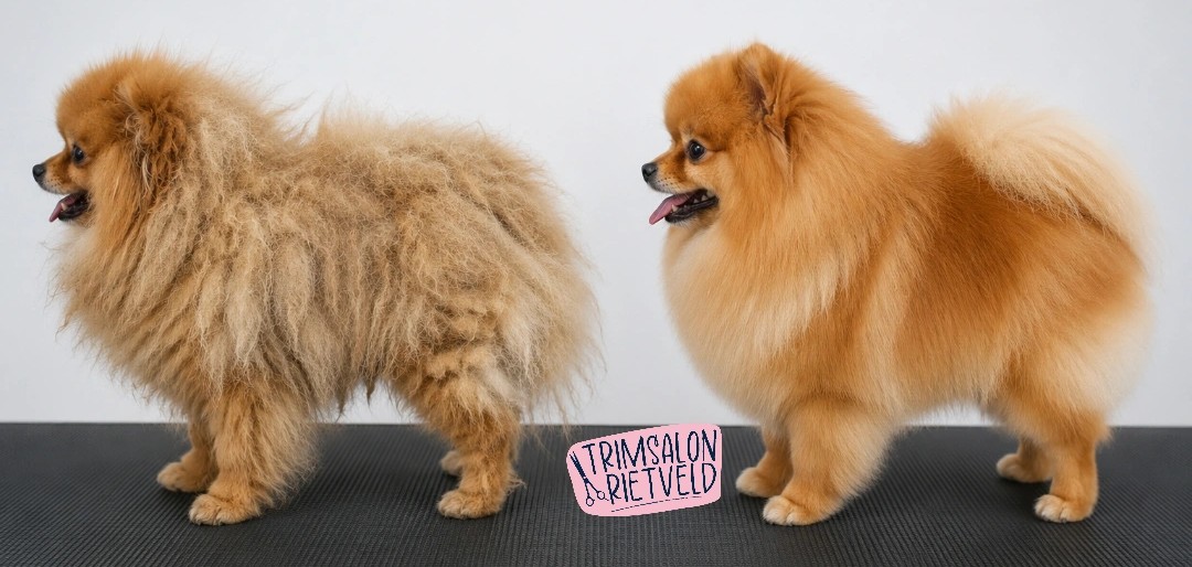 Verschil kapotte vacht (links) en gezonde vacht (rechts)